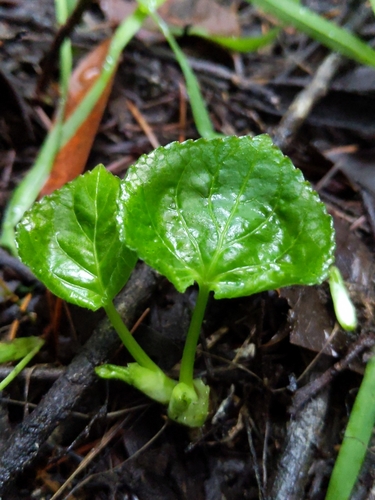 Viola glabella (Stream Violet) (alternate view 4)
