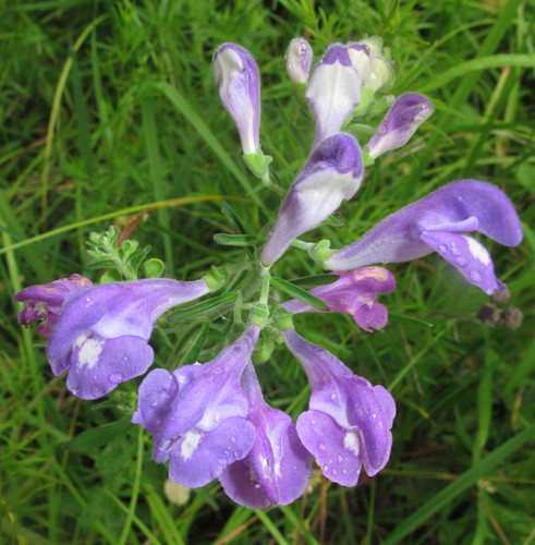 Scutellaria integrifolia (Helmet skullcap) (alternate view 10)