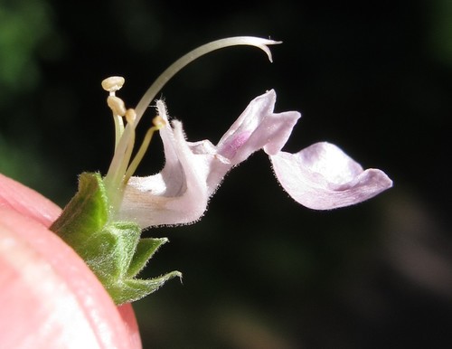 Teucrium canadense (American germander)