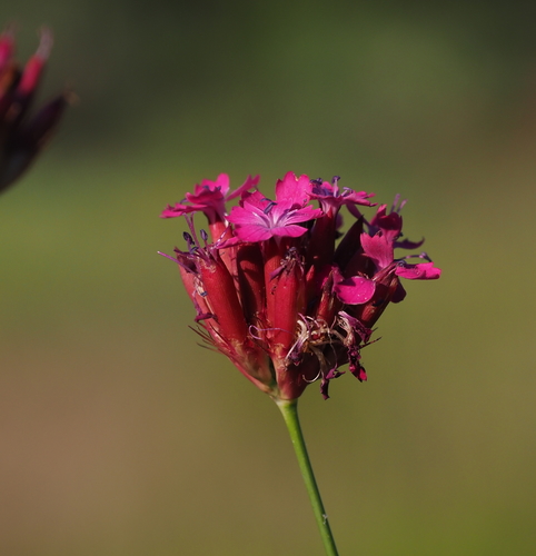 Dianthus cruentus (alternate view 4)