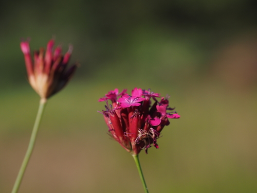 Dianthus cruentus (alternate view 5)