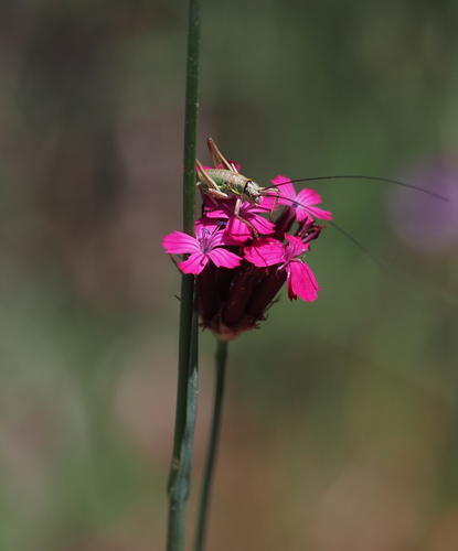 Dianthus cruentus (alternate view 6)