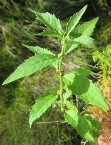 Lycopus uniflorus (northern bugleweed) (alternate view 6)