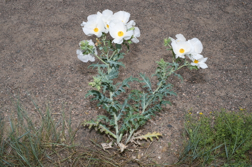 Argemone polyanthemos (thistle poppy)