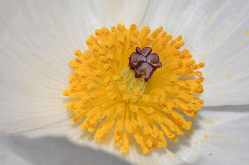 Argemone polyanthemos (thistle poppy) (alternate view 2)