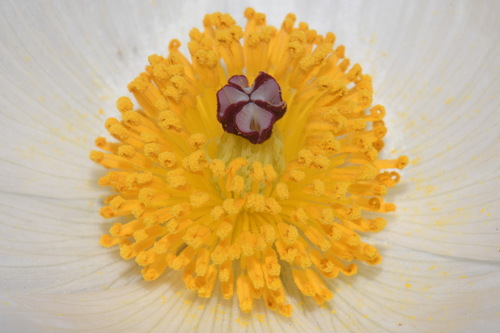 Argemone polyanthemos (thistle poppy) (alternate view 3)