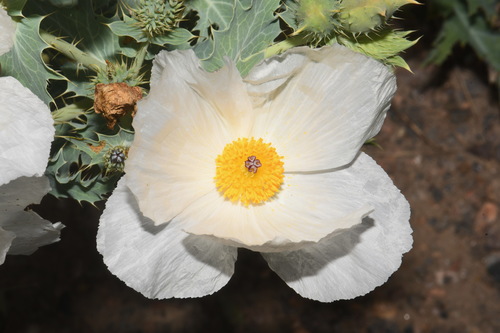 Argemone polyanthemos (thistle poppy) (alternate view 4)