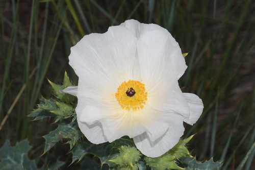 Argemone polyanthemos (thistle poppy) (alternate view 5)