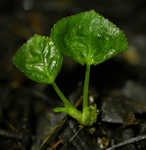 Viola glabella (Stream Violet)