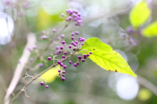 Callicarpa (Beautyberries) (alternate view 8)