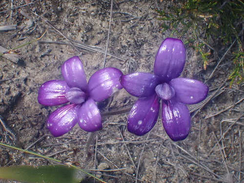Elythranthera brunonis (purple enamel orchid) (alternate view 2)