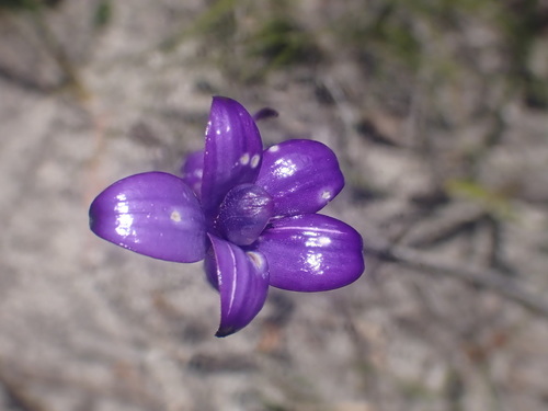 Elythranthera brunonis (purple enamel orchid) (alternate view 3)