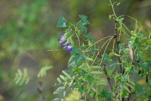 Maurandella antirrhiniflora (Snapdragon Vine) (alternate view 2)