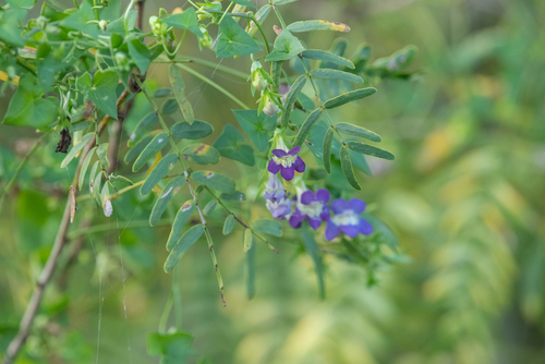 Maurandella antirrhiniflora (Snapdragon Vine)