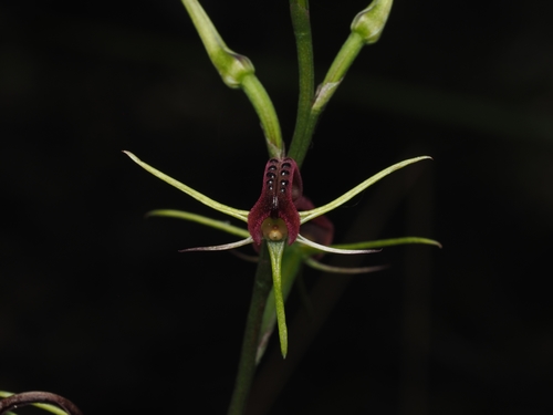 Cryptostylis leptochila (small tongue-orchid) (alternate view 3)
