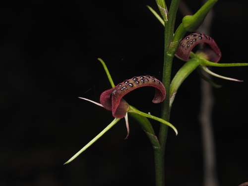 Cryptostylis leptochila (small tongue-orchid) (alternate view 4)