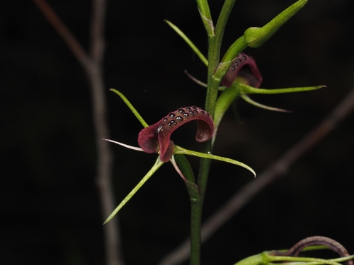 Cryptostylis leptochila (small tongue-orchid) (alternate view 5)