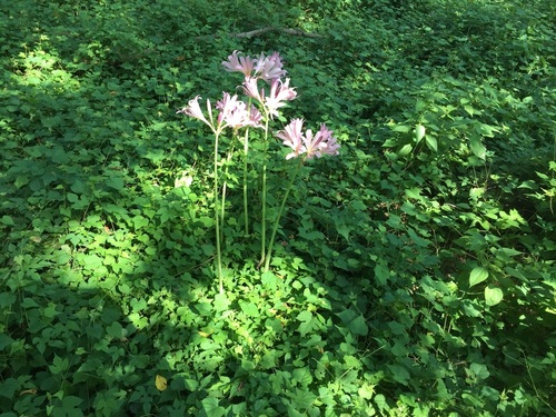 Lycoris squamigera (Surprise Lily) (alternate view 3)