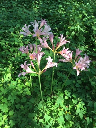 Lycoris squamigera (Surprise Lily) (alternate view 2)