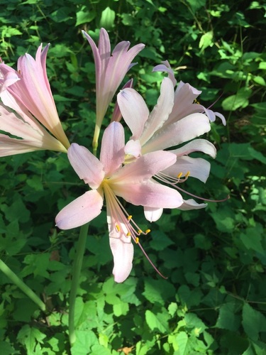 Lycoris squamigera (Surprise Lily)