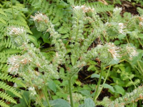 Phacelia nemoralis (Shade Phacelia)