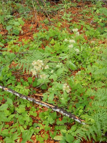 Phacelia nemoralis (Shade Phacelia) (alternate view 3)