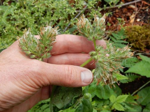 Phacelia nemoralis (Shade Phacelia) (alternate view 4)