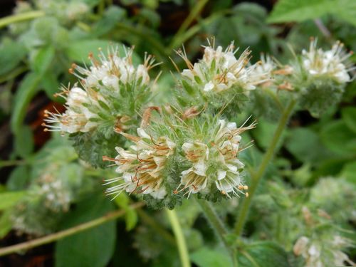 Phacelia nemoralis (Shade Phacelia) (alternate view 5)