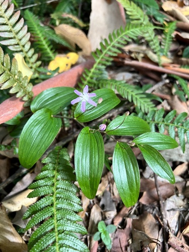 Tripladenia cunninghamii (kreysigia) (alternate view 5)