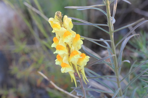 Linaria vulgaris (common toadflax)