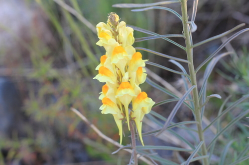 Linaria vulgaris (common toadflax)