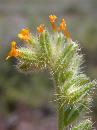 Amsinckia tessellata (Bristly Fiddleneck)