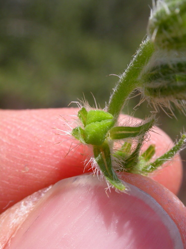 Amsinckia tessellata (Bristly Fiddleneck) (alternate view 3)