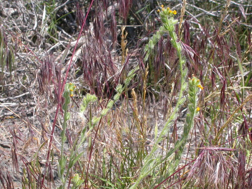 Amsinckia tessellata (Bristly Fiddleneck) (alternate view 4)