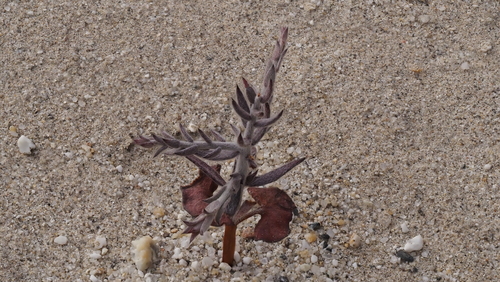 Krameria bicolor (White Rhatany)