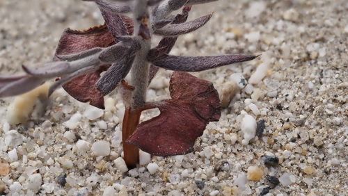 Krameria bicolor (White Rhatany) (alternate view 2)