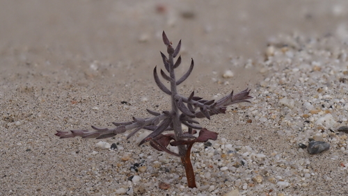Krameria bicolor (White Rhatany) (alternate view 3)