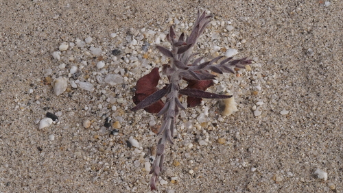 Krameria bicolor (White Rhatany) (alternate view 4)