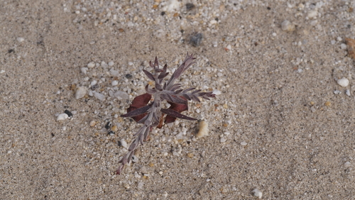 Krameria bicolor (White Rhatany) (alternate view 5)