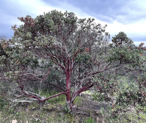 Arctostaphylos glandulosa (Eastwood's Manzanita) (alternate view 3)
