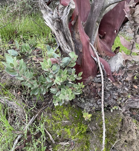 Arctostaphylos glandulosa (Eastwood's Manzanita) (alternate view 4)