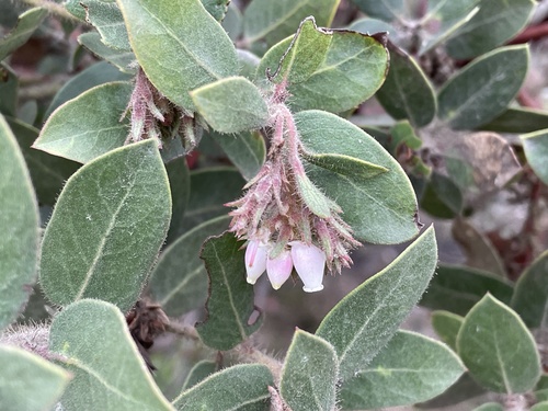 Arctostaphylos glandulosa (Eastwood's Manzanita) (alternate view 5)