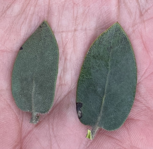 Arctostaphylos glandulosa (Eastwood's Manzanita) (alternate view 7)