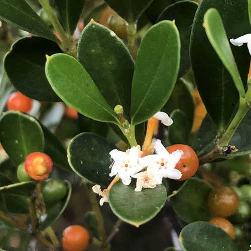 Alyxia buxifolia (Sea Box)