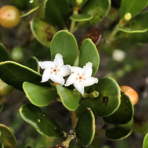 Alyxia buxifolia (Sea Box) (alternate view 2)