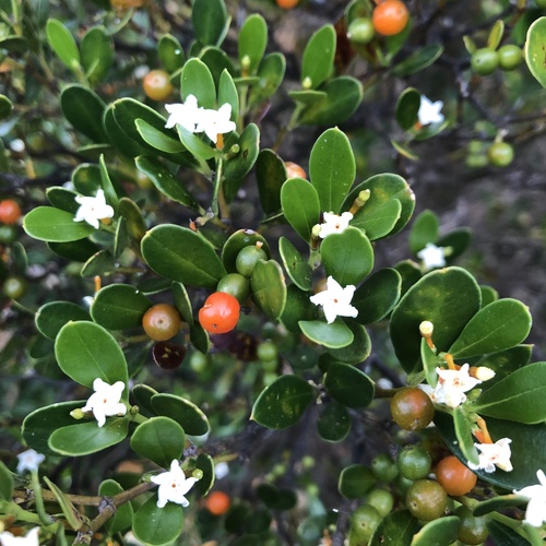 Alyxia buxifolia (Sea Box) (alternate view 3)