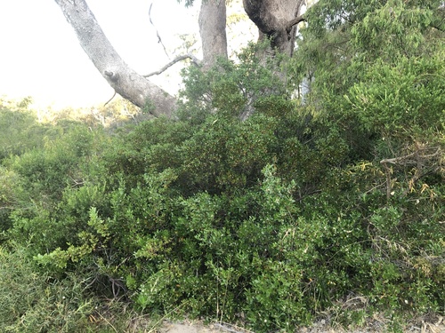 Alyxia buxifolia (Sea Box) (alternate view 4)
