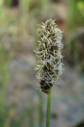 Carex densa (Dense Sedge) (alternate view 2)