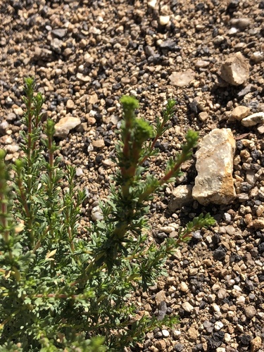 Adenostoma fasciculatum (chamise)