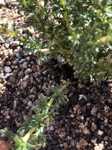 Adenostoma fasciculatum (chamise)